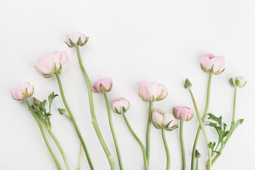 Beautiful spring Ranunculus flowers on white background from above. Floral border. Pastel color. Wedding mockup. Clean space for text. Flat lay style.