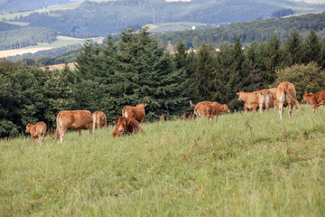 Canvas Print - cow in the field