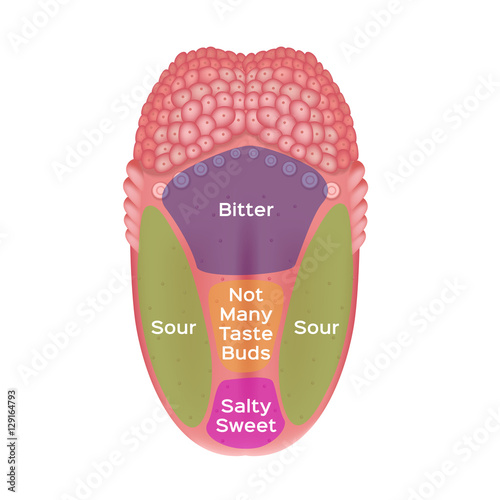 Taste map of the tongue with its four taste areas - bitter, sour, sweet ...