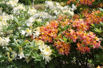 Wall Mural - Orange and white colored Rhododendron flowering in a garden