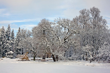 Snow-covered park in november day