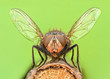 Extreme magnification - Fly with spread wings