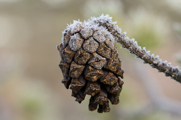 Frozen pine cone.