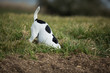 Jack Russell - Digging