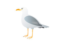 Gull On A White Background. Illustration Seagull. Lone Seagull Standing