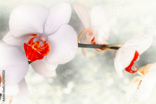 zblizenie-biala-orchidea-z-czerwonymi-akcentami