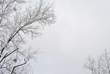 Branches Of Winter Tree With Snow Frame, Copy Space On Gray Sky Background