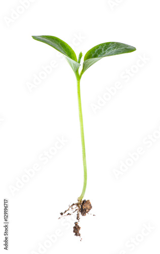 Cuadros en Lienzo Young sprout on white background