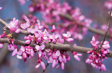 Pink Flowers On Eastern Redbud Tree In Early Spring