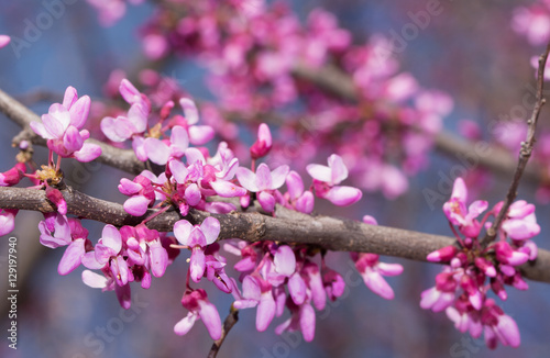 Fotografie, Obraz Pink flowers on eastern Redbud tree in early spring