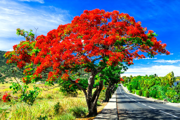 Beautiful exotic red flowers tree calls 