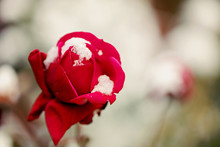 Red Rose In Snow Closeup. Selective Focus.