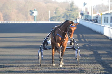 Sticker - cheval de courses