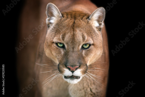 Puma, cougar portrait isolated on black background Fotobehang