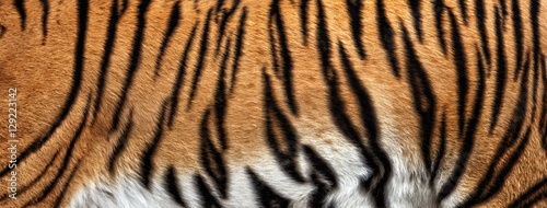 Fotomural real tiger skin texture, fur