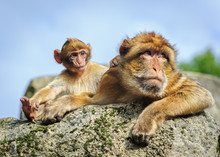 Adult Female Barbary Macaque With Cub, Netherlands