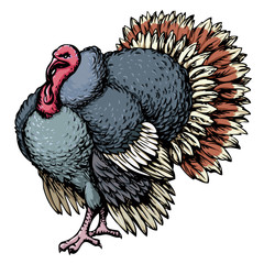 Poster - Turkey. Vector drawing