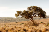 Fototapeta Sawanna - The shade tree for the wild animals