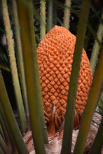 Female Cone Growing On The Lebombo Cycad Aka Encephalartos Setaceous