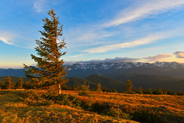 Wall Mural - Tree in evening mountains