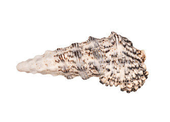 seashell on white background