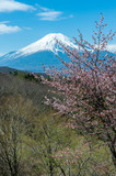 Fototapeta Na ścianę - 忍野の春（忍野村二十曲峠の桜と富士）