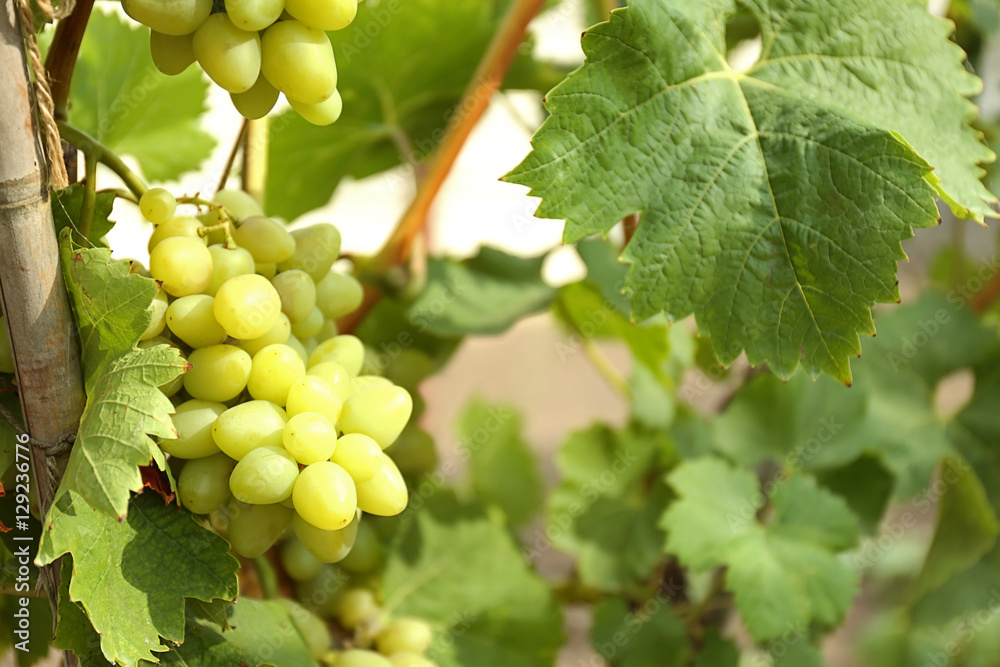 Ripe tasty grapes cluster, closeup