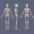 Human Skeleton Chart Vector