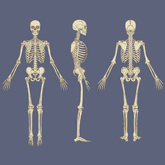 Human Skeleton Chart Vector