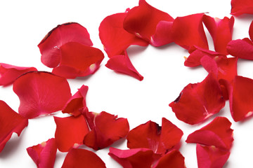 Wall Mural - Red rose petals isolated on white background