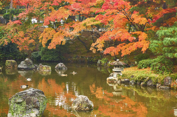 Color of autumn season in dusky day morning. Colorful autumn leaves in the Japanese style garden. 