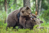 Fototapeta Sawanna - The Cubs of Brown bears (Ursus Arctos Arctos)  playfully fighting, The summer forest. Natural green Background