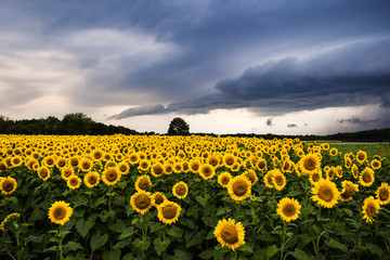 Sunflower in field with Thunderstorms