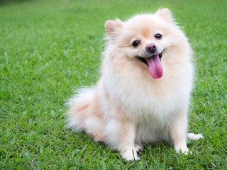 Pomeranian on the lawn.