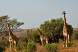 Fototapeta Sawanna - Group of giraffes