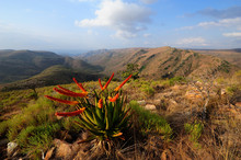 Blooming Aloes In The Mountains