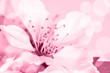 © Sun-flower - Floral motif wallpaper, beautiful spring flowers blossom. Colorful background with soft blurred effect
