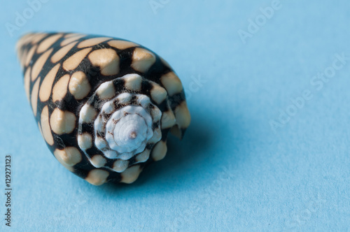 Fotografía isolated shell on blue background
