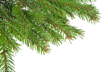 christmas tree branches border over white
