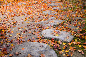 Wall Mural - Fallen maple leaves in autumn, Nara, Japan