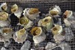 静岡県賀茂郡東伊豆町稲取の志津摩にて漁師さんが採取したサザエです。定番のつぼ焼きをぜひご賞味下さい。 