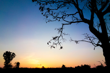 Wall Mural - magical sunrise sky with winter silhouette tree nature backgroun