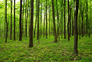  forest in spring