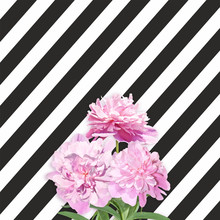 Bouquet Of Pink Peonies On The Black White Striped Background. Three Peonies On The Striped Background
