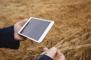Poster - Farmer using digital tablet while checking ears of wheat