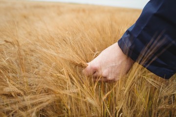 Poster - Close-up of farmer checking his crops