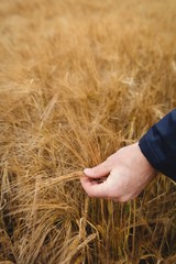 Poster - Close-up of farmer checking his crops