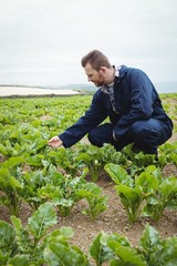 Poster - Farmer checking his crops in the field