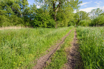 Wall Mural - Two wheel tracks in the grass