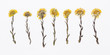 Picture of dried flowers in several variants
Herbarium from dried blossoming flower arranged in a row. Tussilago farfara, coltsfoot